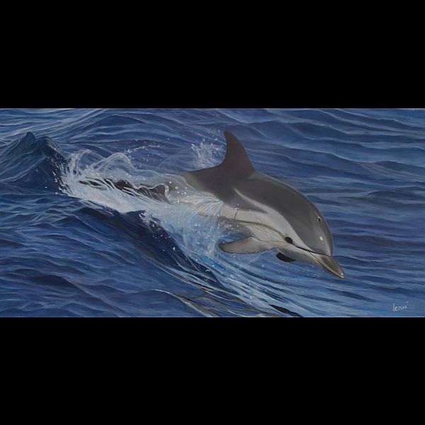 dolphin 80x160
